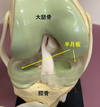 anatomy of knee joint