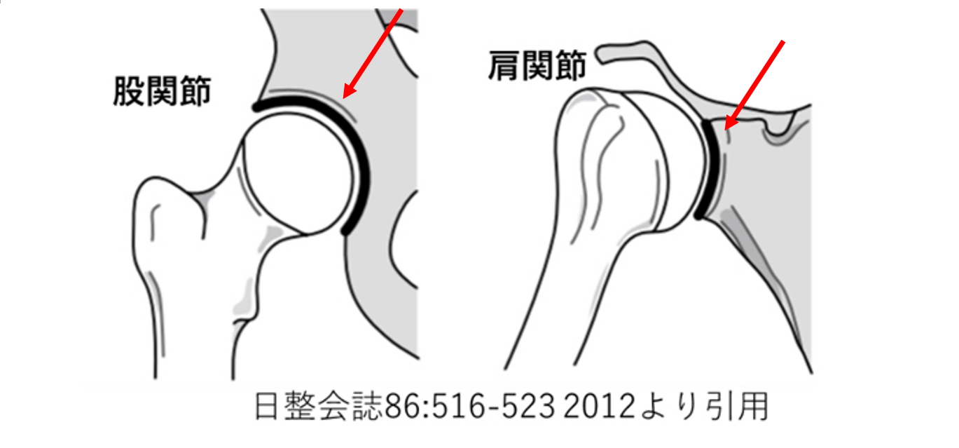 hip joint and shoulder joint