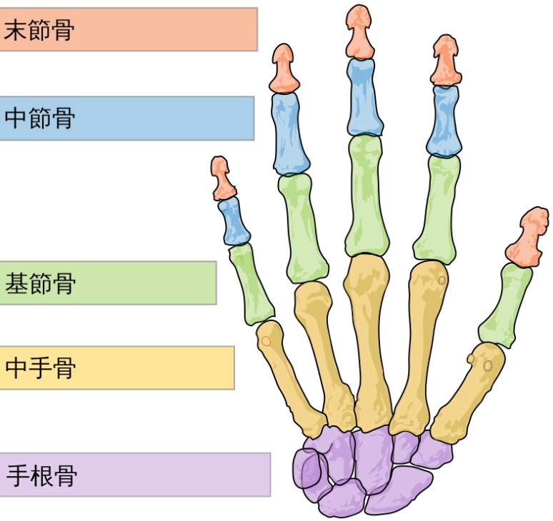hand bone