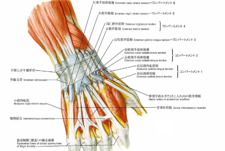 【医師が解説】伸筋腱断裂(手、足)の後遺症|交通事故 メディカルコンサルティング合同会社 【医師が解説】伸筋腱断裂(手、足)の後遺症|交通事故 メディカルコンサルティング合同会社
