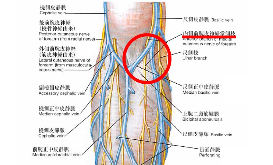 medial forearm cutaneous nerve