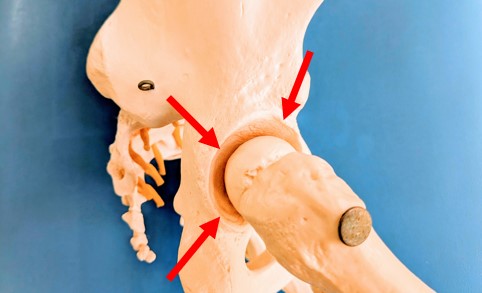 lubrum of hip joint