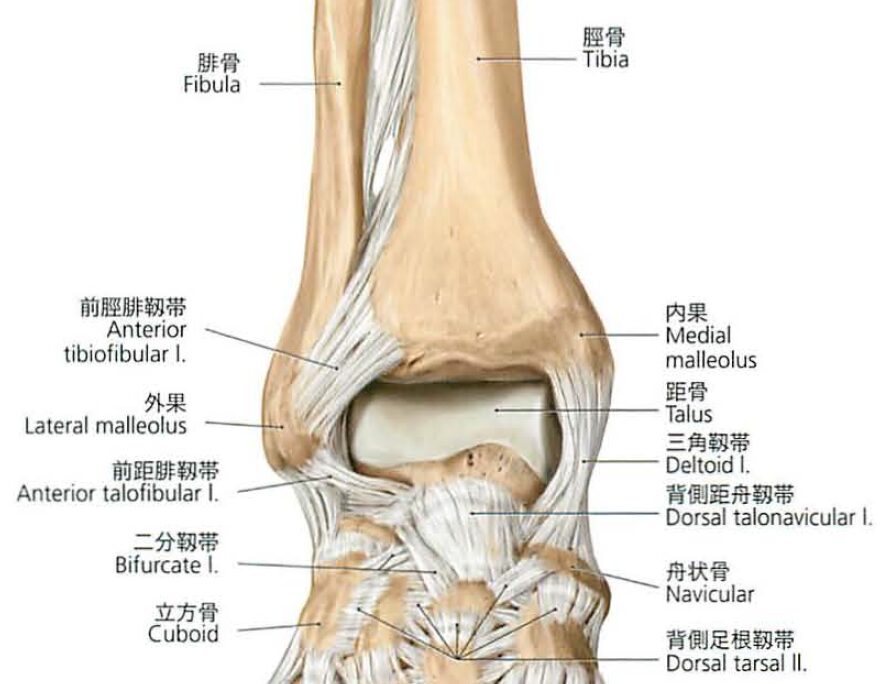 ankle joint