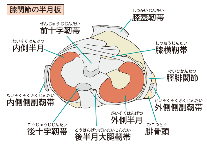 meniscus