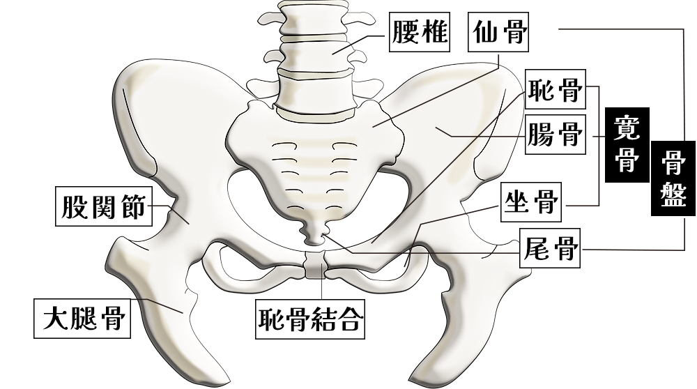 pelvis